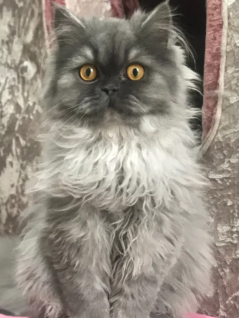 گربه|گربه|تهران, زعفرانیه|دیوار