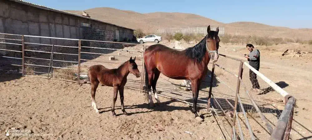 اسب مادیون بهمراه کره و اسب نریون|اسب و تجهیزات اسبسواری|خوانسار, |دیوار
