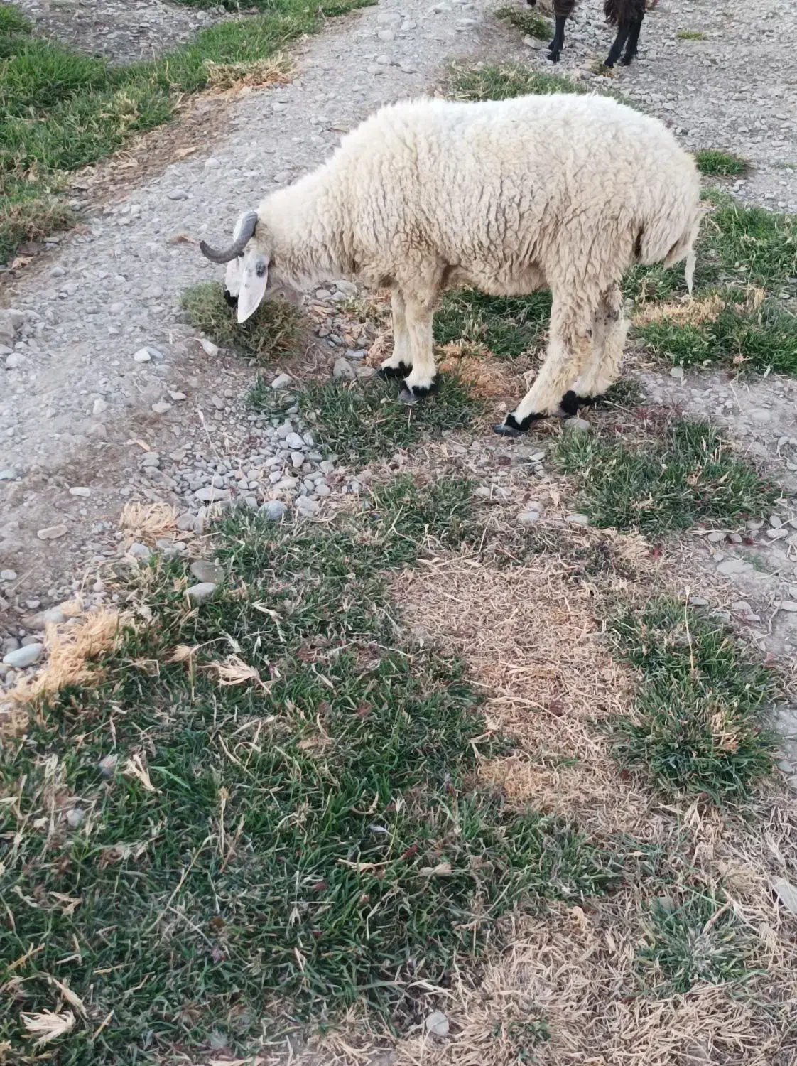 گوسفند و بز|حیوانات مزرعه|ایرانشهر, |دیوار