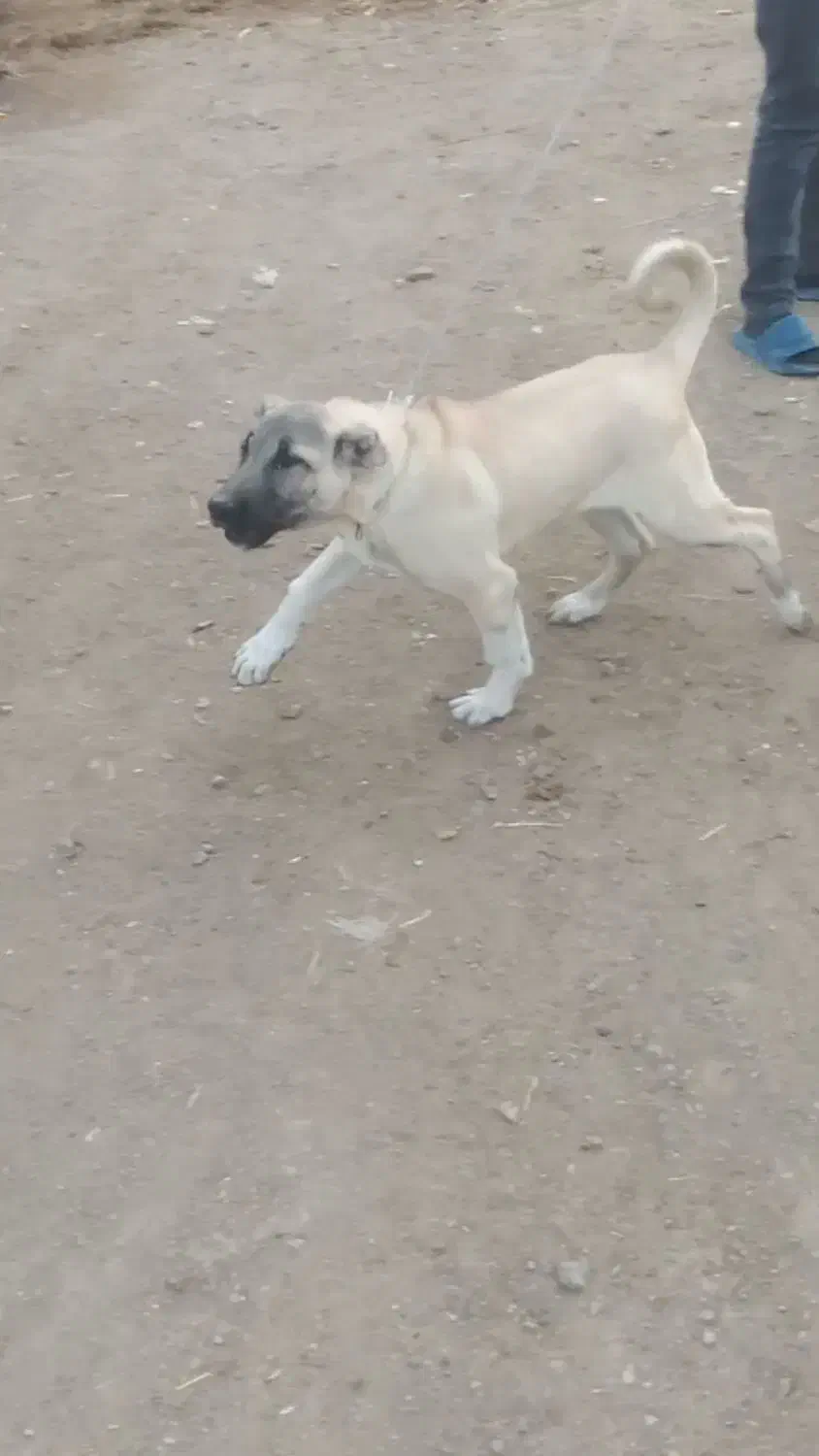 سگ سرابی|سگ|اردبیل, |دیوار