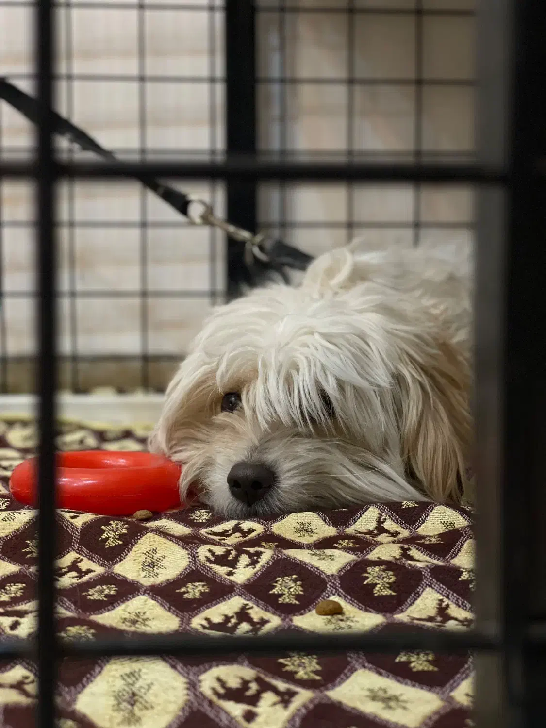 شیتزو|سگ|کرمان, |دیوار