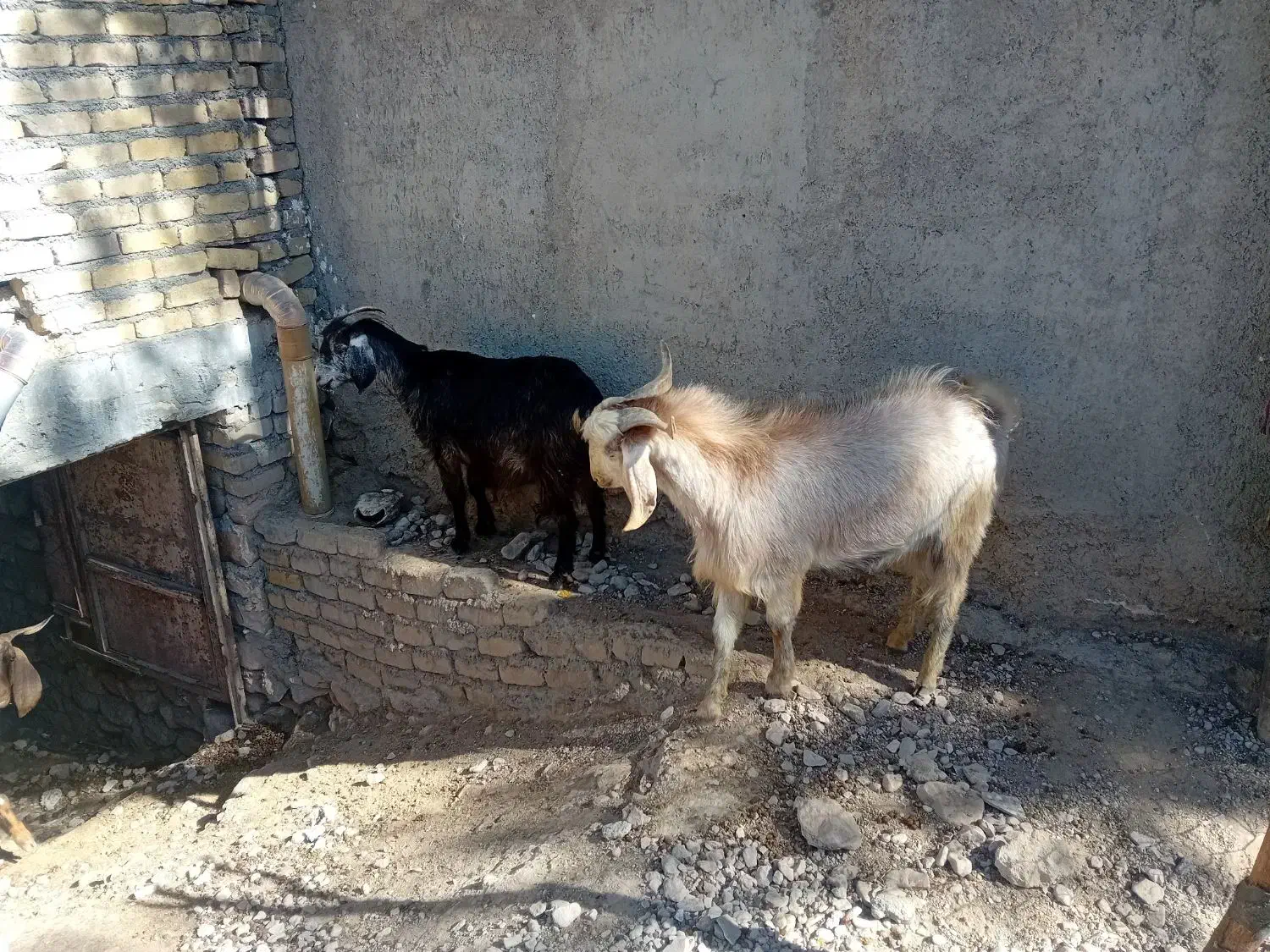 بز داشتی آبستن دوقلو زا|حیوانات مزرعه|کوهدشت, |دیوار