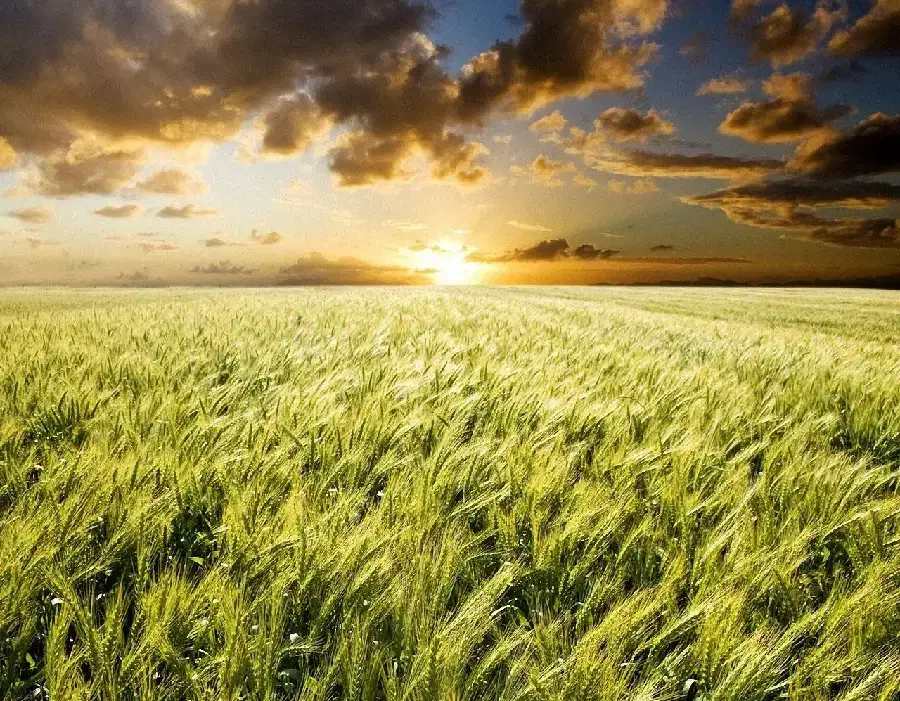 زمین کشاورزی اجاره ای|اجارهٔ دفتر صنعتی، کشاورزی، تجاری|افزر, |دیوار