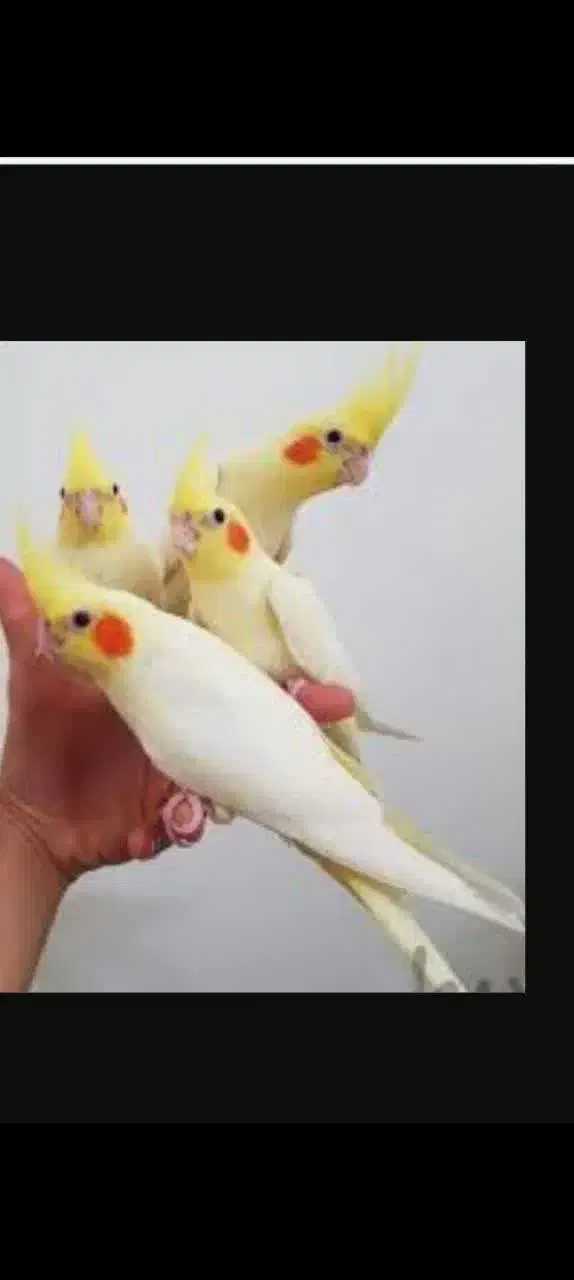 خرید فروش معاوضه انواع پرنده زینتی|پرنده|همدان, |دیوار