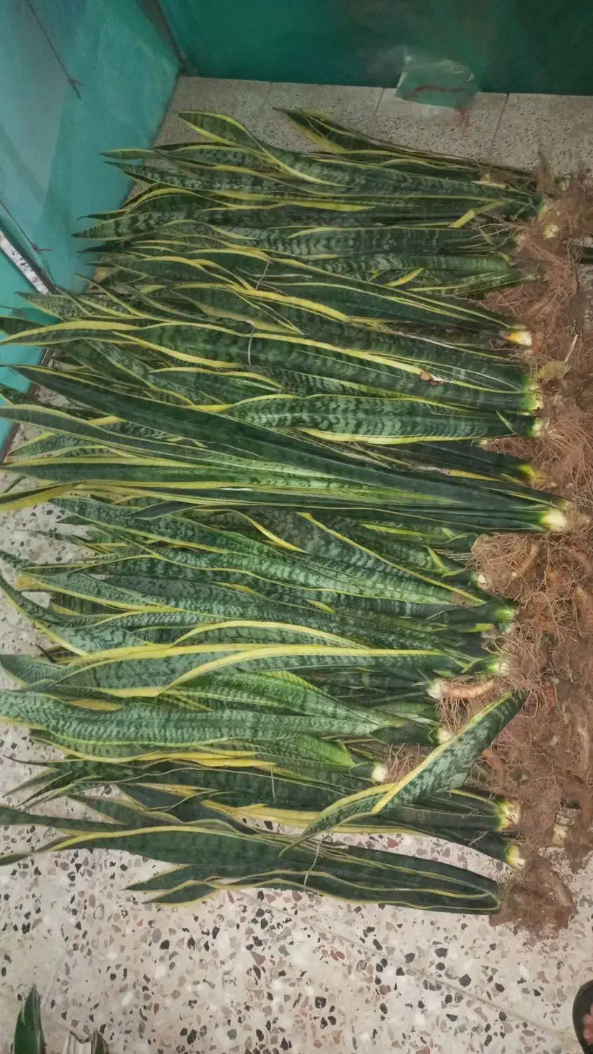 حراجی سانسوریا|گل و گیاه طبیعی|شیروان (خراسان), |دیوار