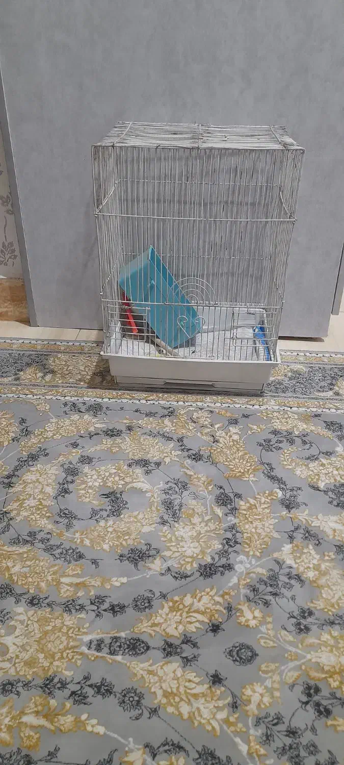 قفس مرغ عشق|لوازم جانبی حیوانات|رشت, ولکس|دیوار