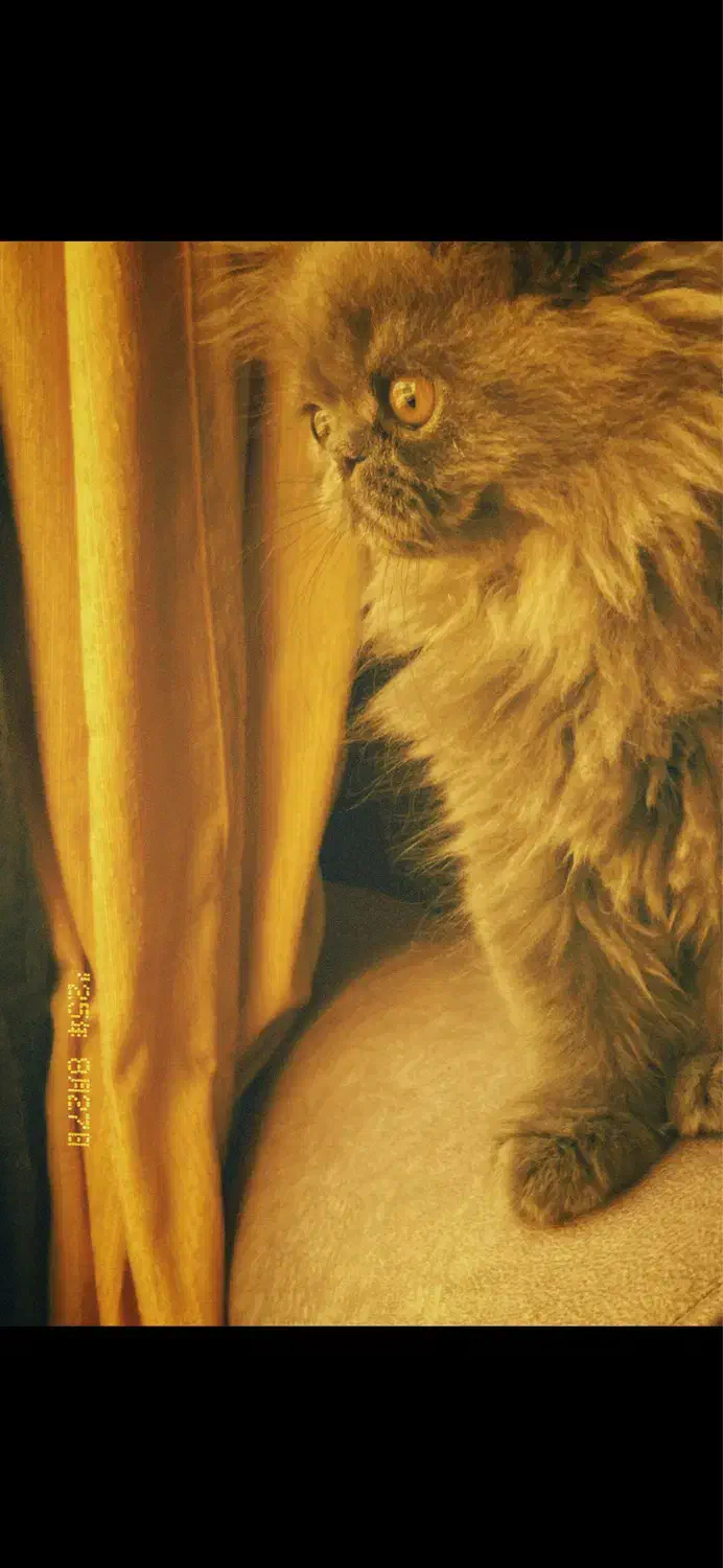 گربه پرشین|گربه|قشم, |دیوار