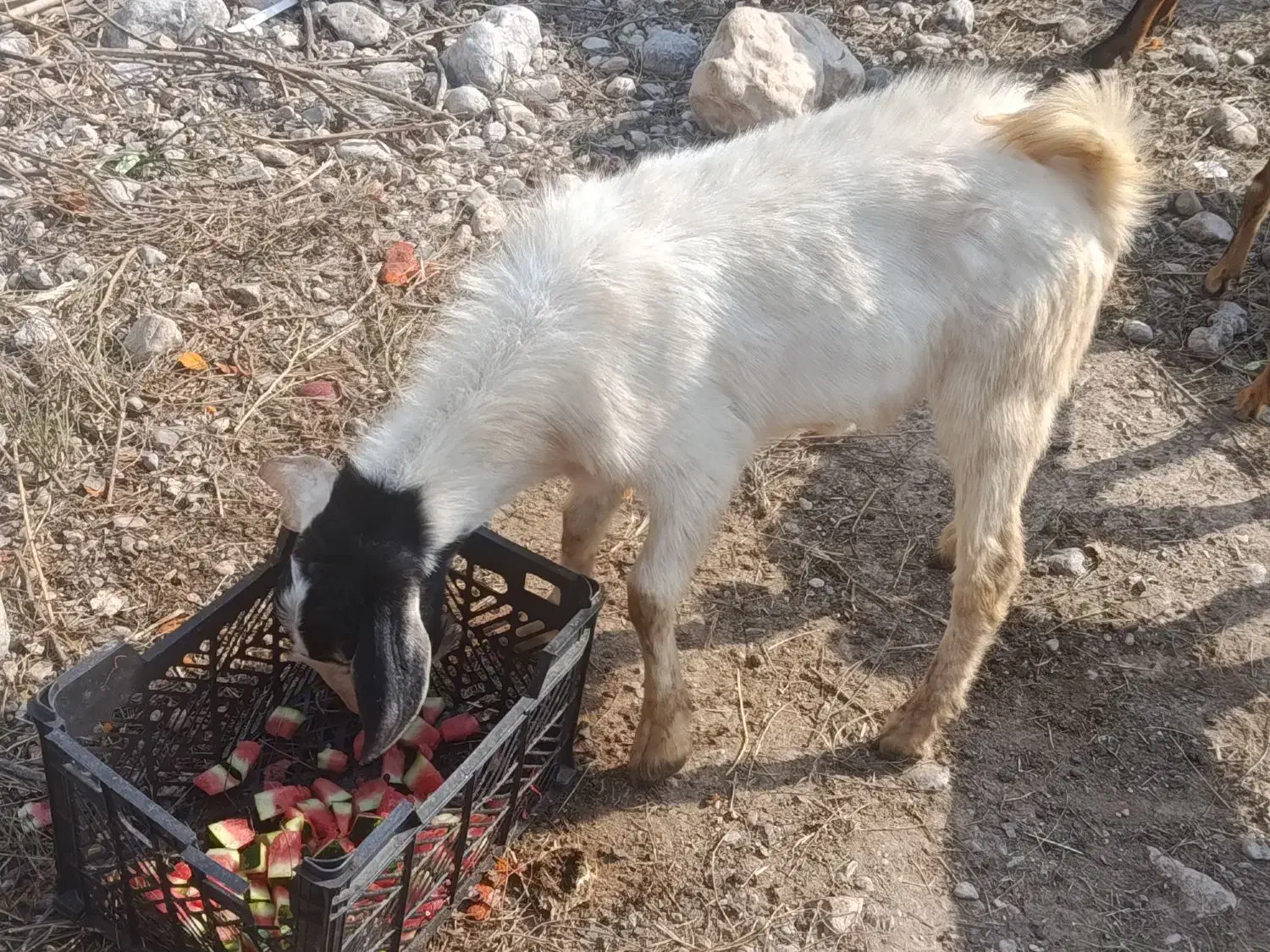 گوسفند|حیوانات مزرعه|بندرعباس, |دیوار