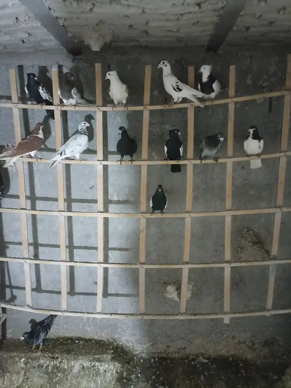 کفتر|پرنده|فاروج, |دیوار