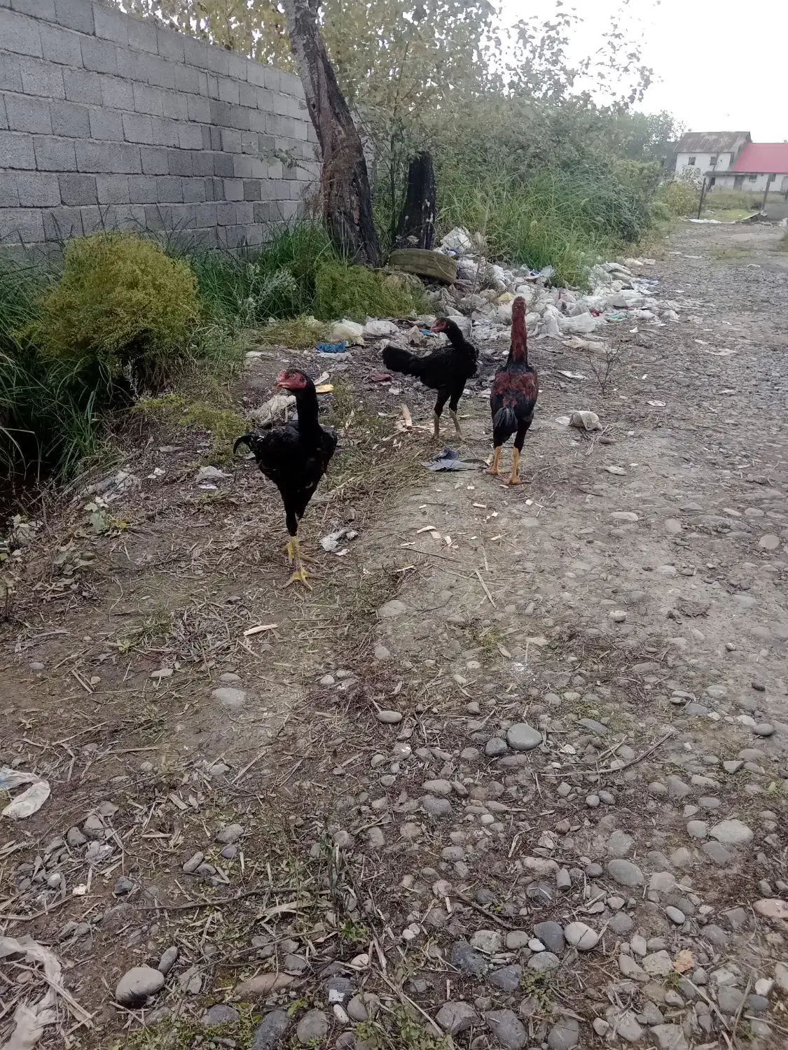 سلام خدمت عشق بازان تعداد جوجه لاری ۶ماهه|حیوانات مزرعه|رشت, ولکس|دیوار