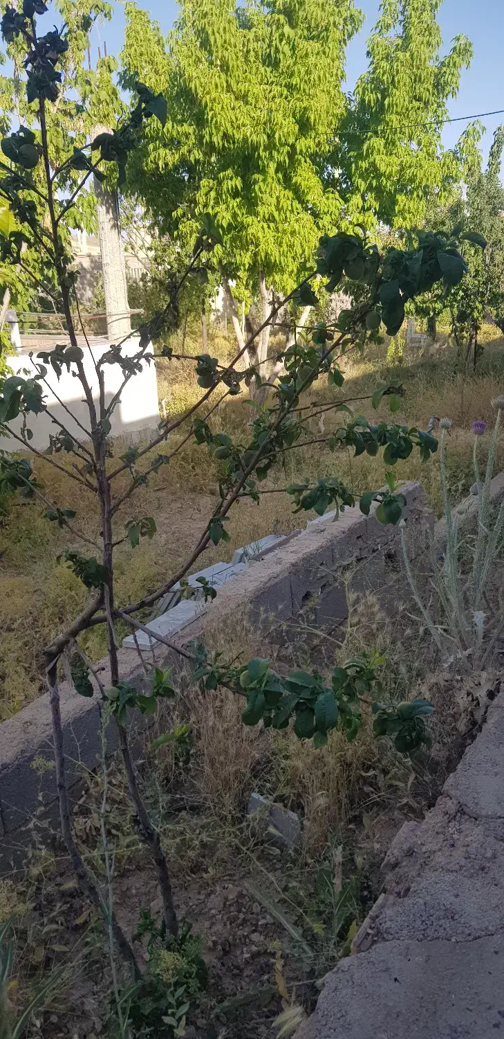 اجاره باغ شهر ۱۰۰۰ متری برای انباری و دپو|اجارهٔ خانه و ویلا|شیراز, باغشهر اهل بیت|دیوار