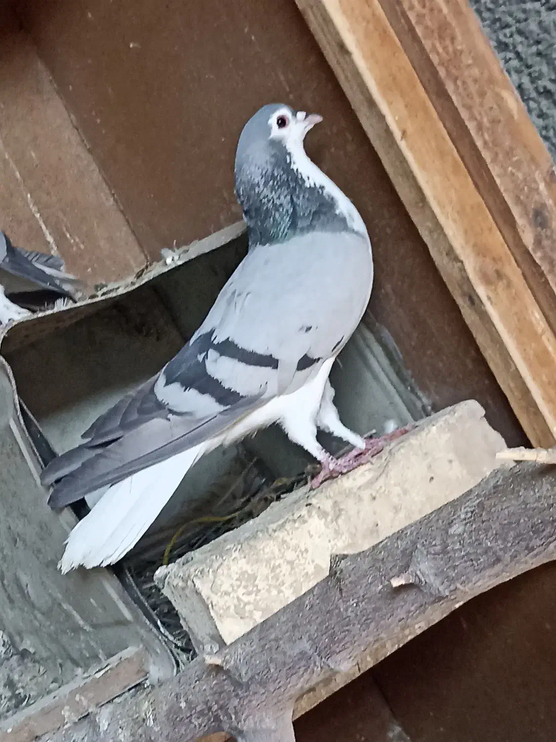 کبوتر بدرنگ نر|پرنده|پیر بکران, |دیوار