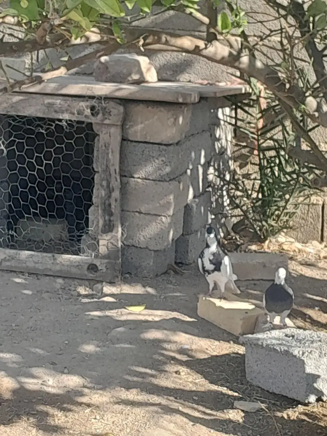 کبوتر|پرنده|اهرم, |دیوار