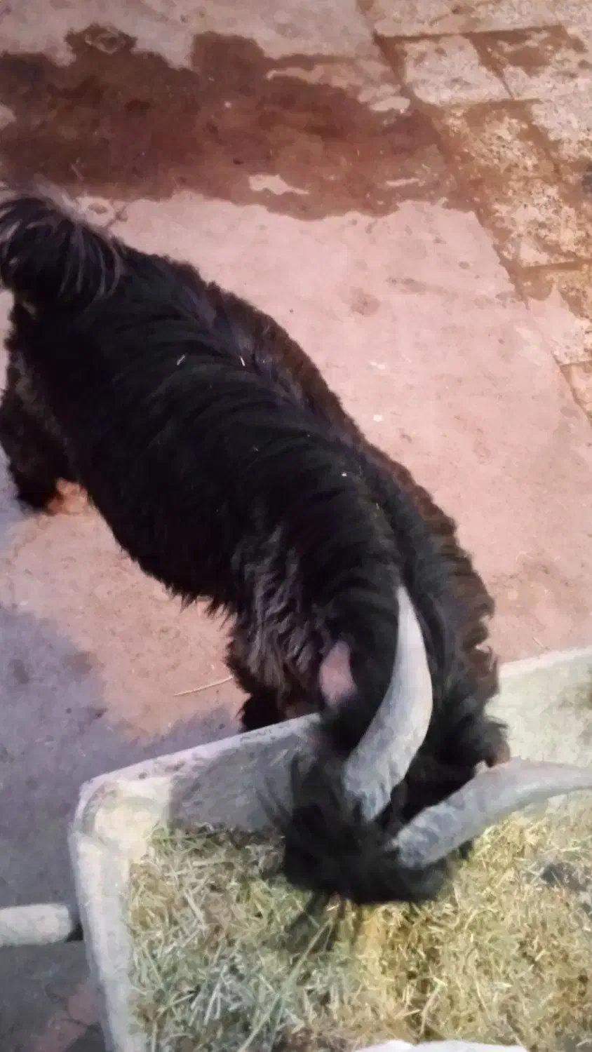 بزغاله کشتی|حیوانات مزرعه|فرخ‌شهر, |دیوار