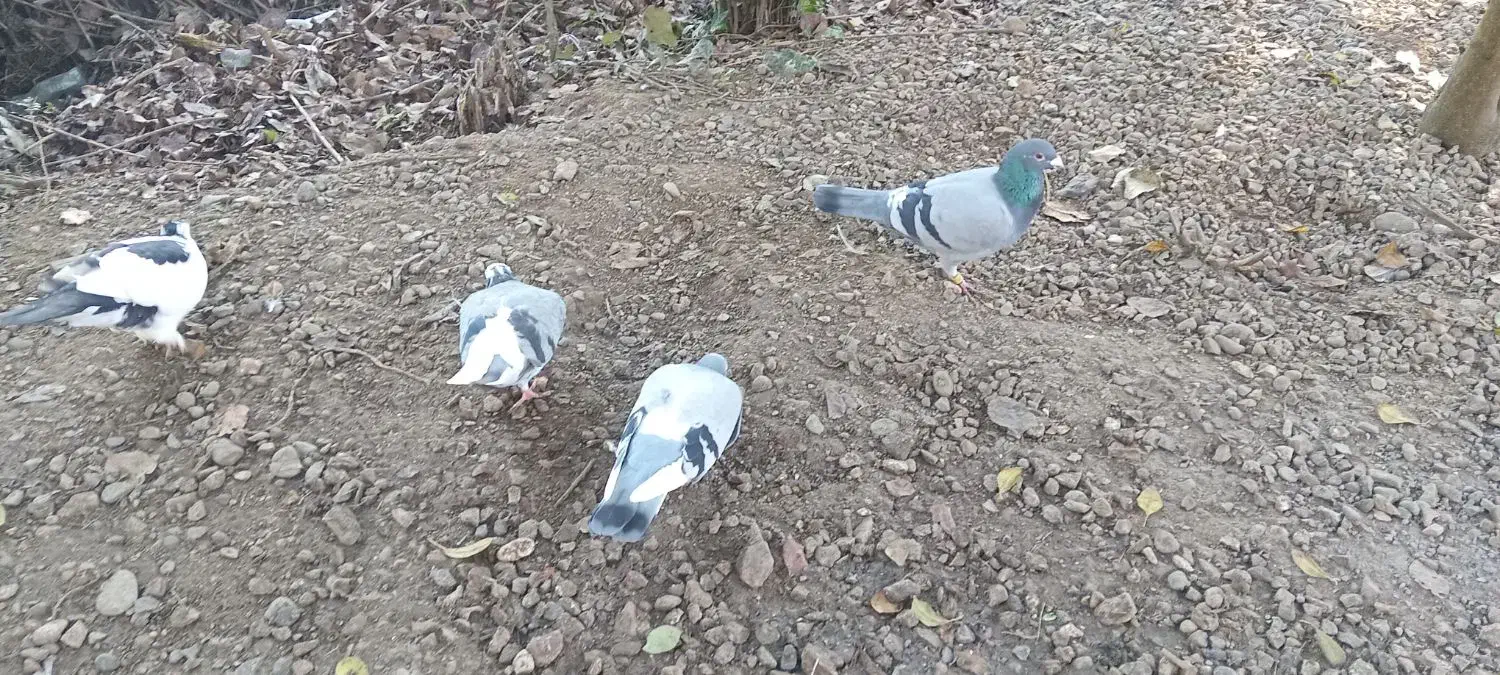 فروش فوری ۳ عدد کبوتر ماده|پرنده|فومن, |دیوار