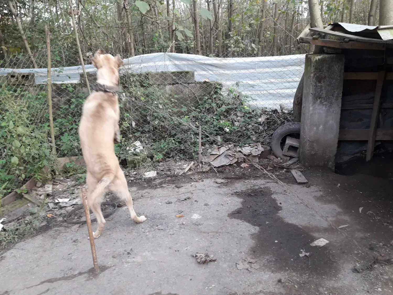 سرابی|سگ|رودبنه, |دیوار