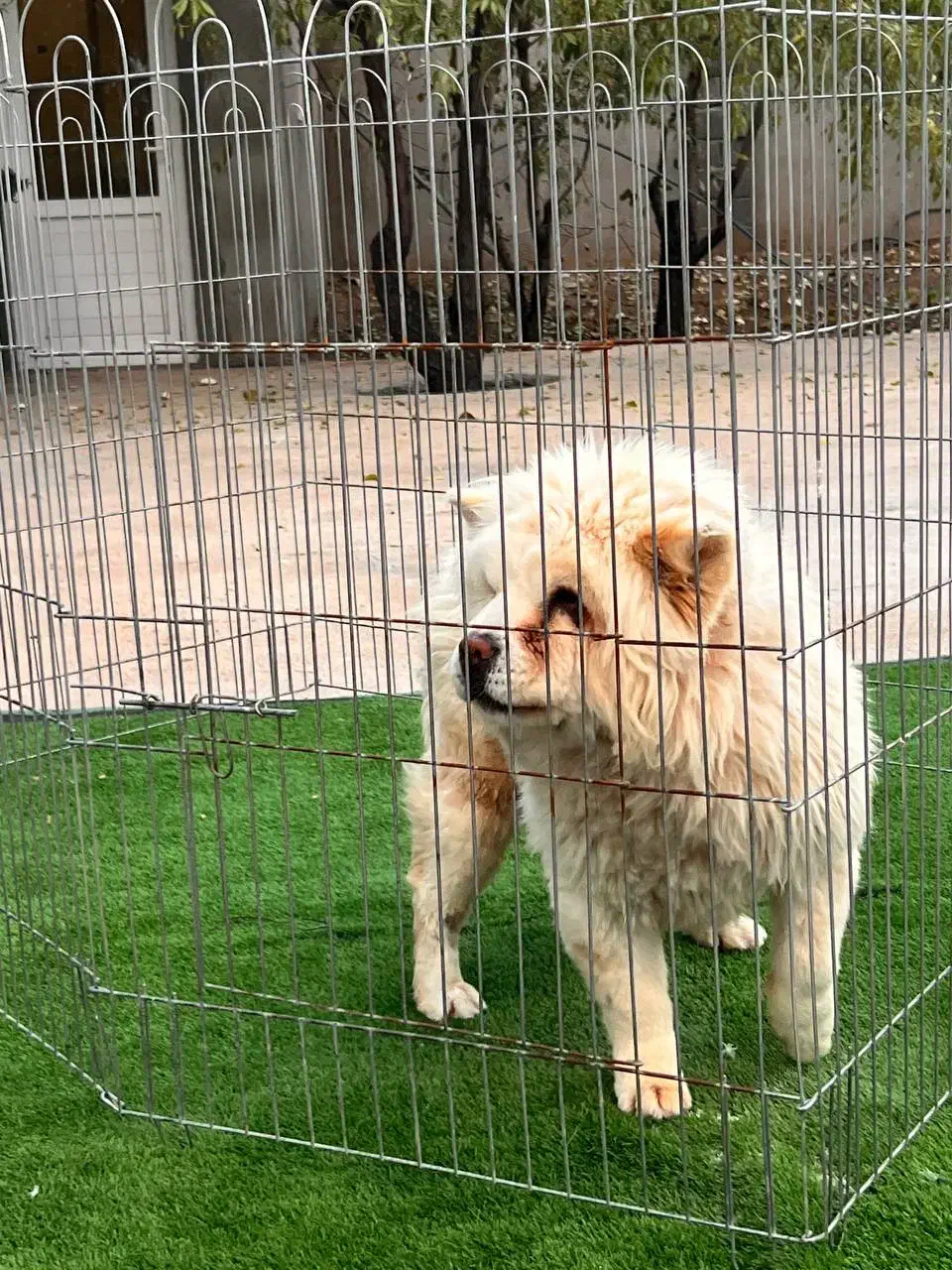 سگ چاوچاو|سگ|زرندیه, |دیوار