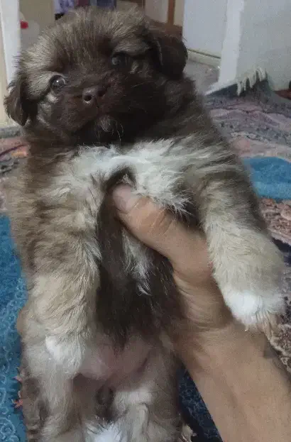 سگ مالتیز   توله سگ|سگ|رباط‌کریم, رباط‌کریم|دیوار