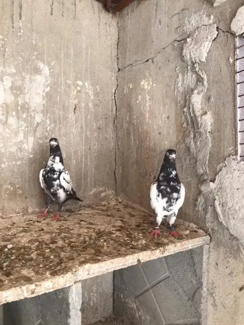 کبوتر پاکستانی|پرنده|بندر دیر, |دیوار