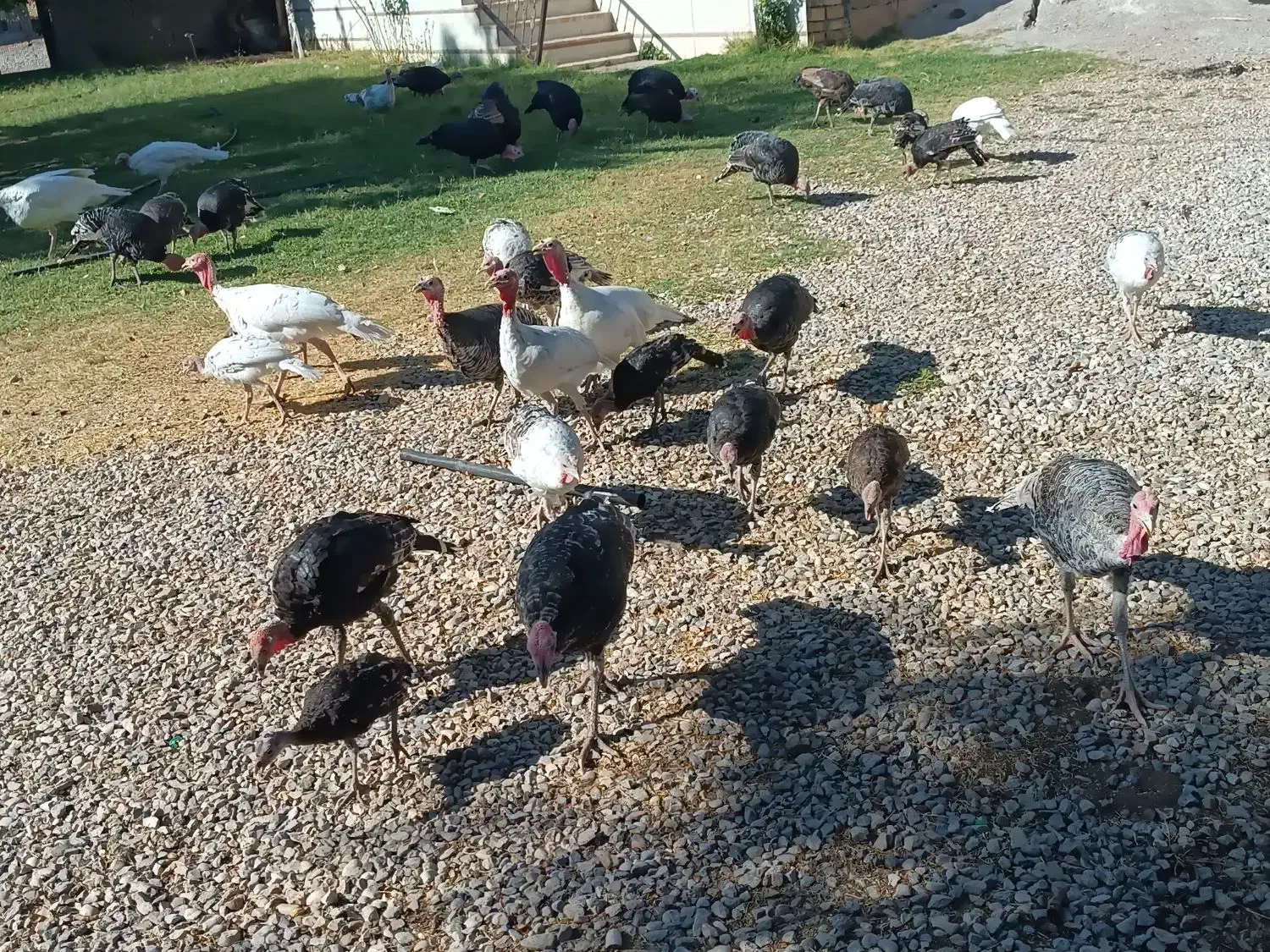 تعداد ۳۵ عدد بوقلمون نر و ماده از بهترین نژاد|حیوانات مزرعه|پاتاوه, |دیوار