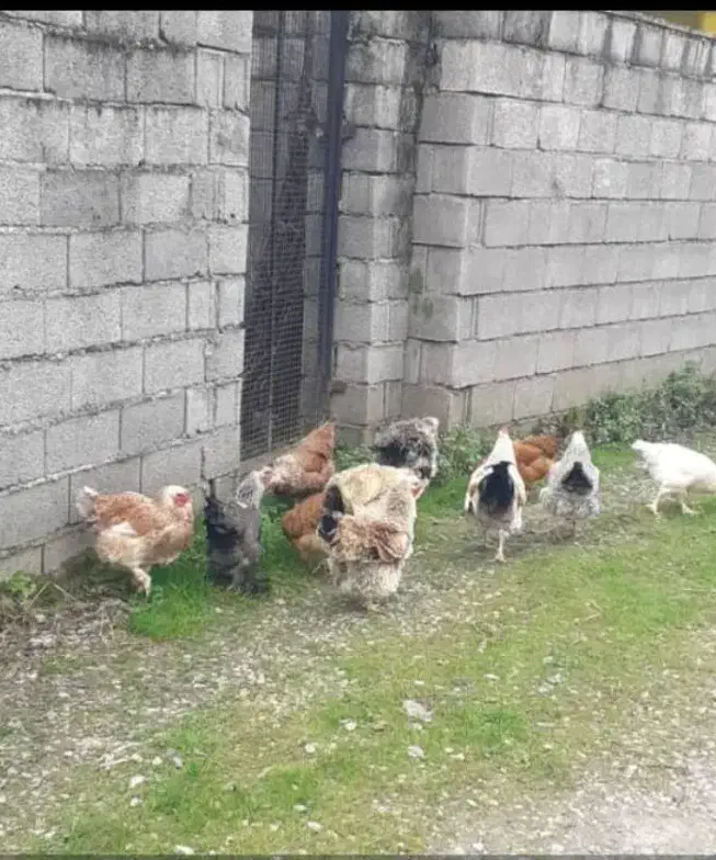 مرغ و خروس محلی|حیوانات مزرعه|نوشهر, |دیوار