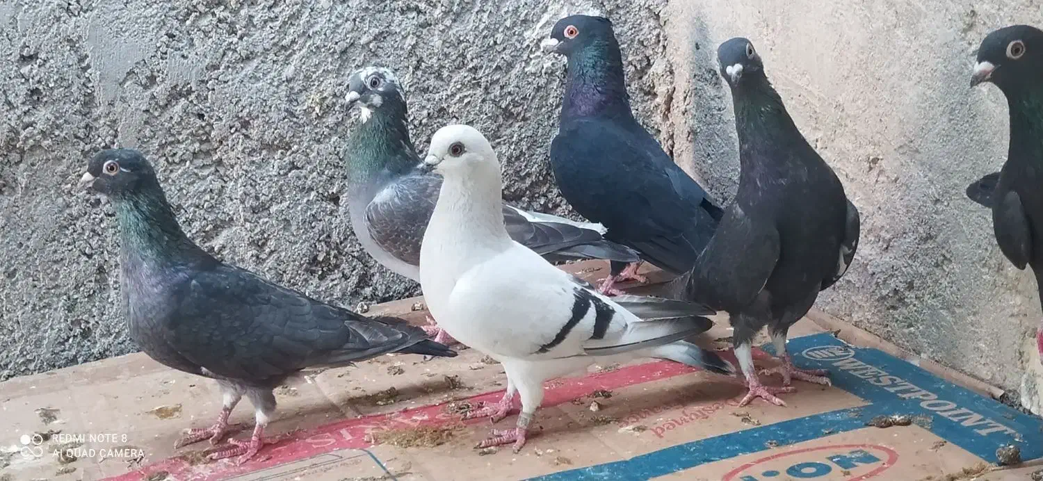 کبوتر نوک ریز|پرنده|خورموج, |دیوار