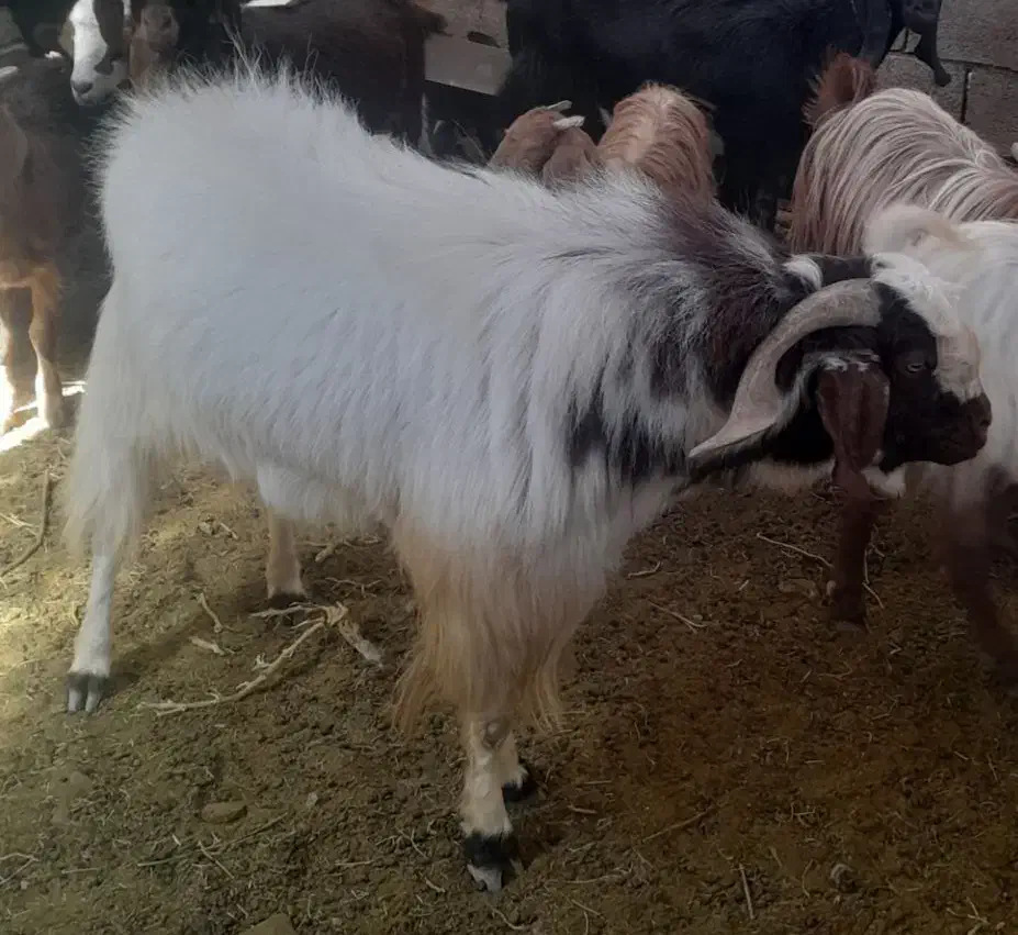 نری|حیوانات مزرعه|راین, |دیوار