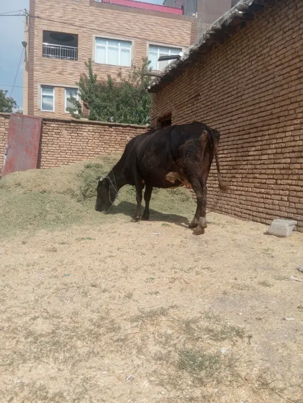 گاو|حیوانات مزرعه|شهرکرد, |دیوار