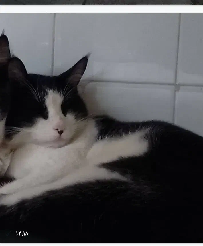 گمشده|حیوانات|کرمانشاه, |دیوار