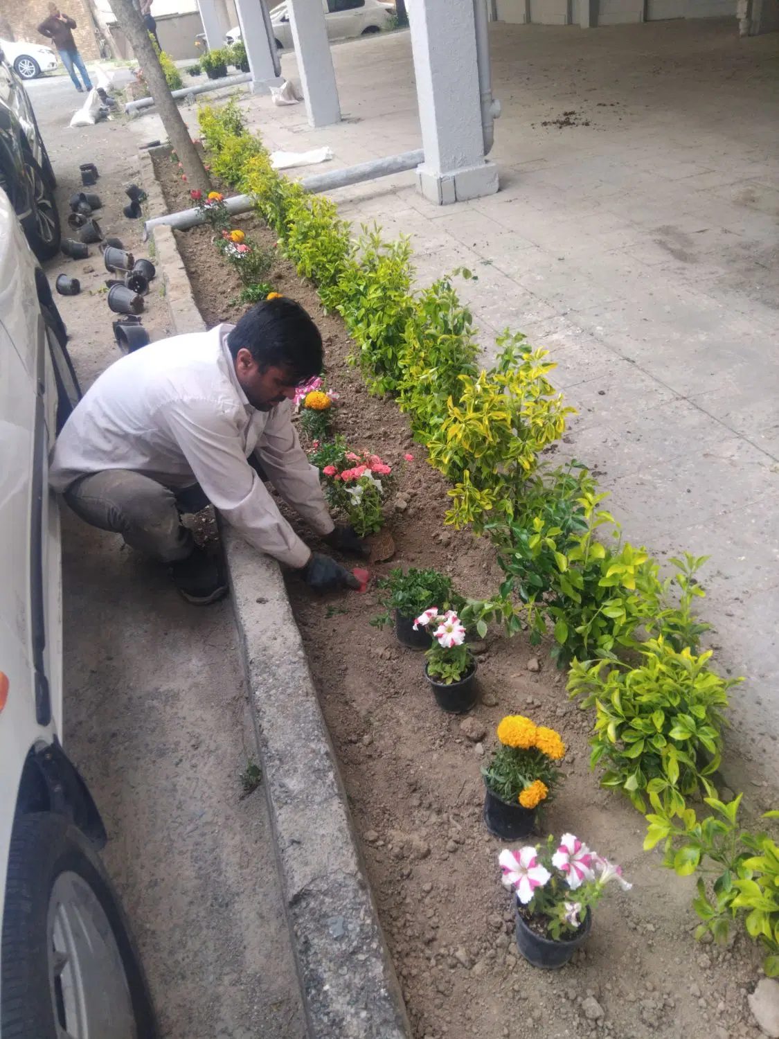 باغبانی وهرسکاری کوددهی بیل زنی مهر فاکتور ضمانت|خدمات باغبانی و درختکاری|تهران, تجریش|دیوار
