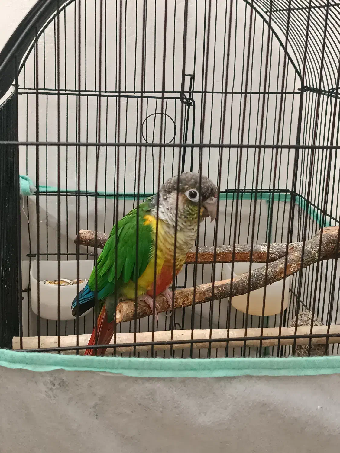 طوطی گرین چیک|پرنده|اسلام‌شهر, شهرک قائمیه|دیوار