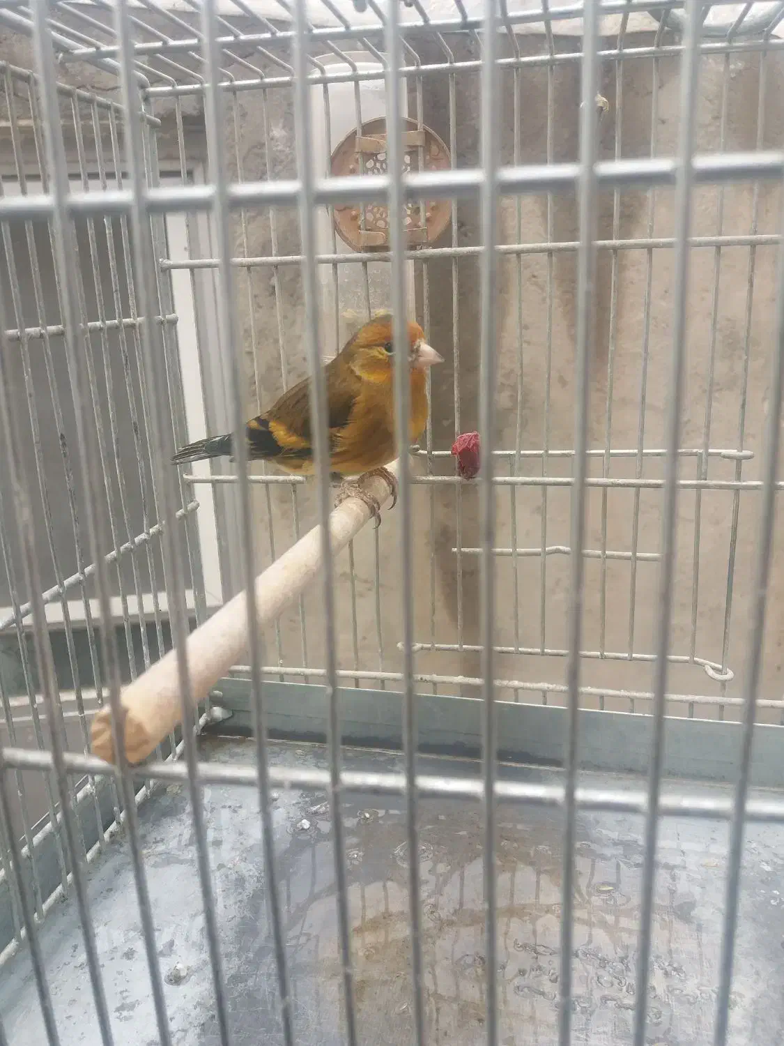 سهره قناری|پرنده|خسروشاه, |دیوار