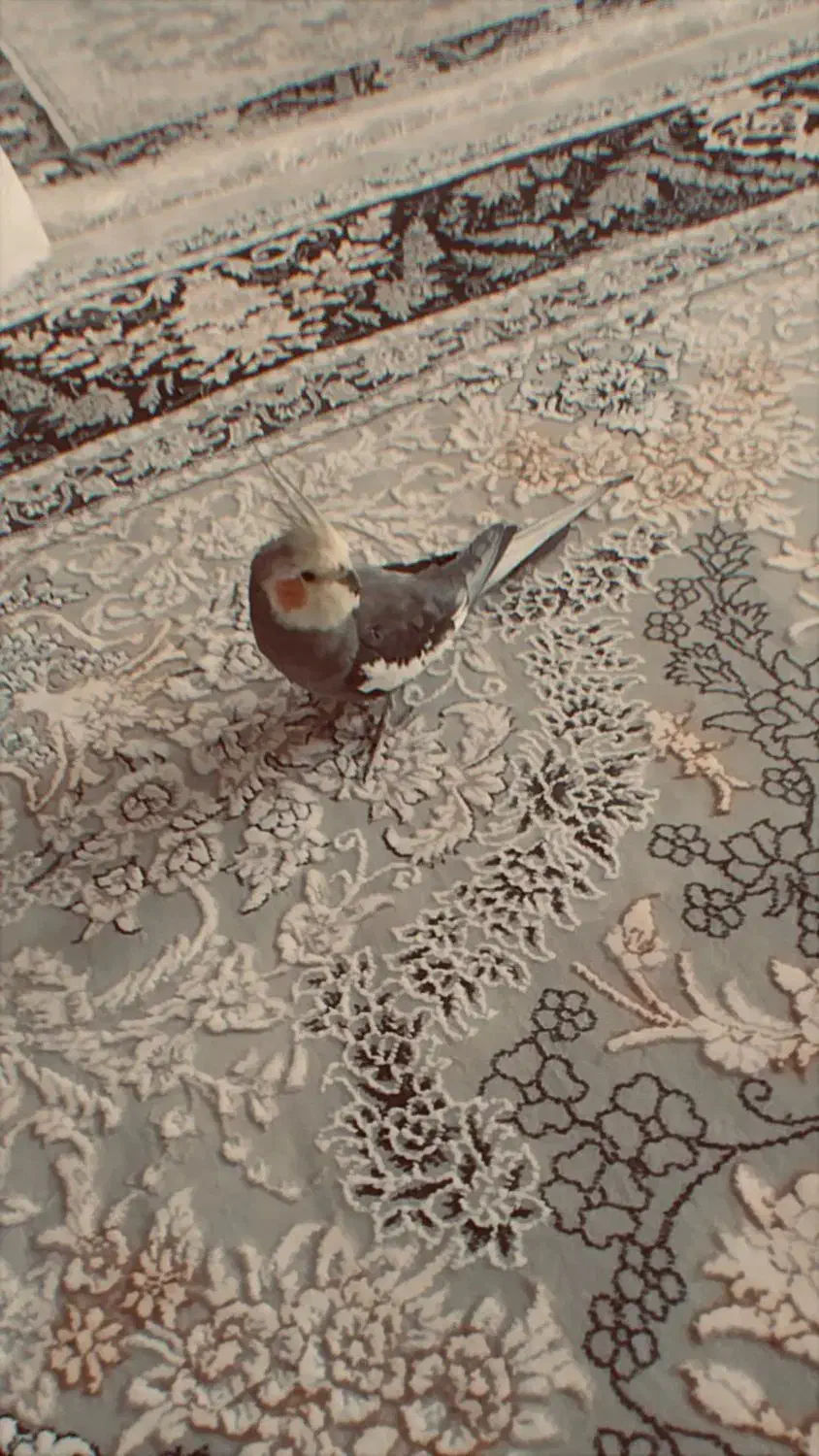 عروس هلندی نر و ماده|پرنده|خمین, |دیوار