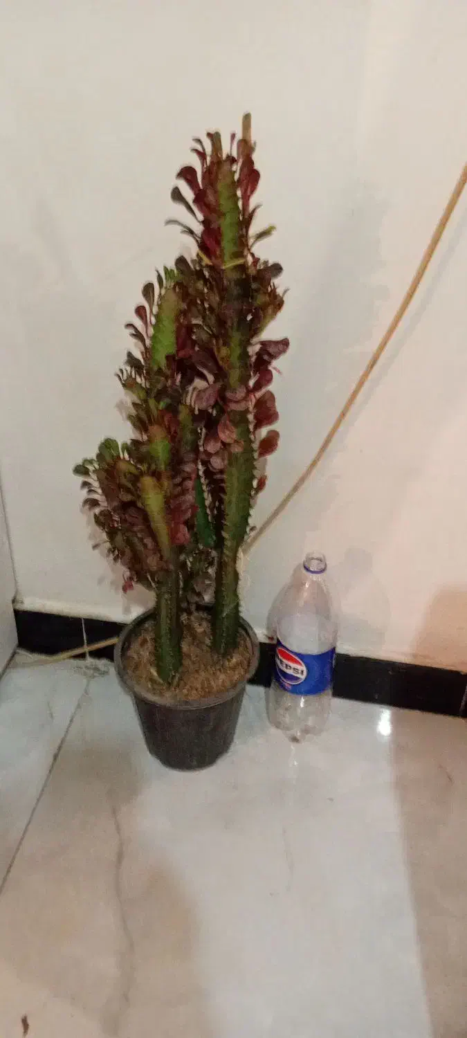 ح ر ا ج|حراج|خرمآباد, |دیوار