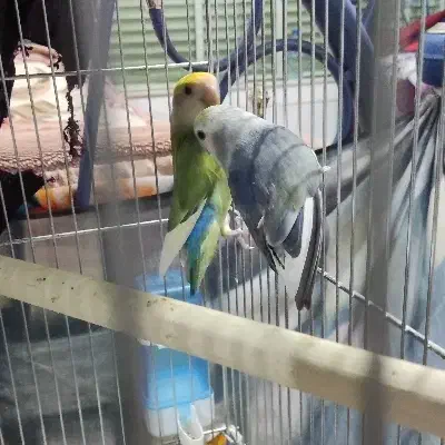 کوتوله برزیلی|پرنده|ابرکوه, |دیوار