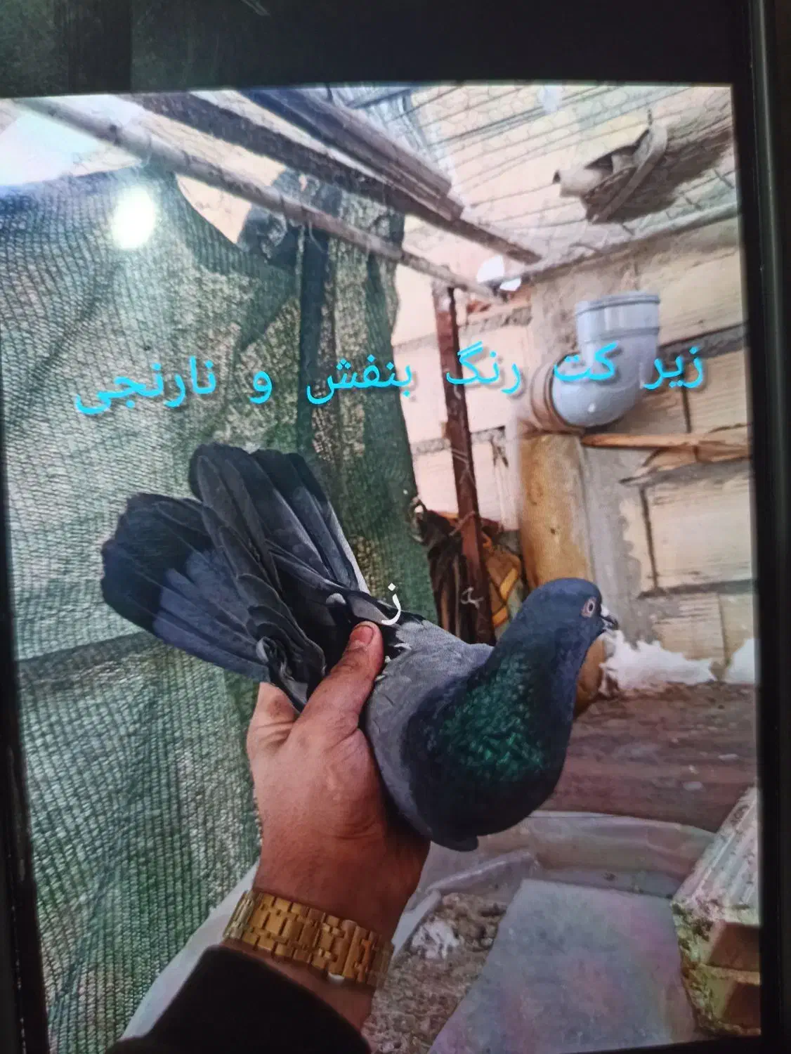 کفتر گمشده|حیوانات|قم, زند آباد|دیوار