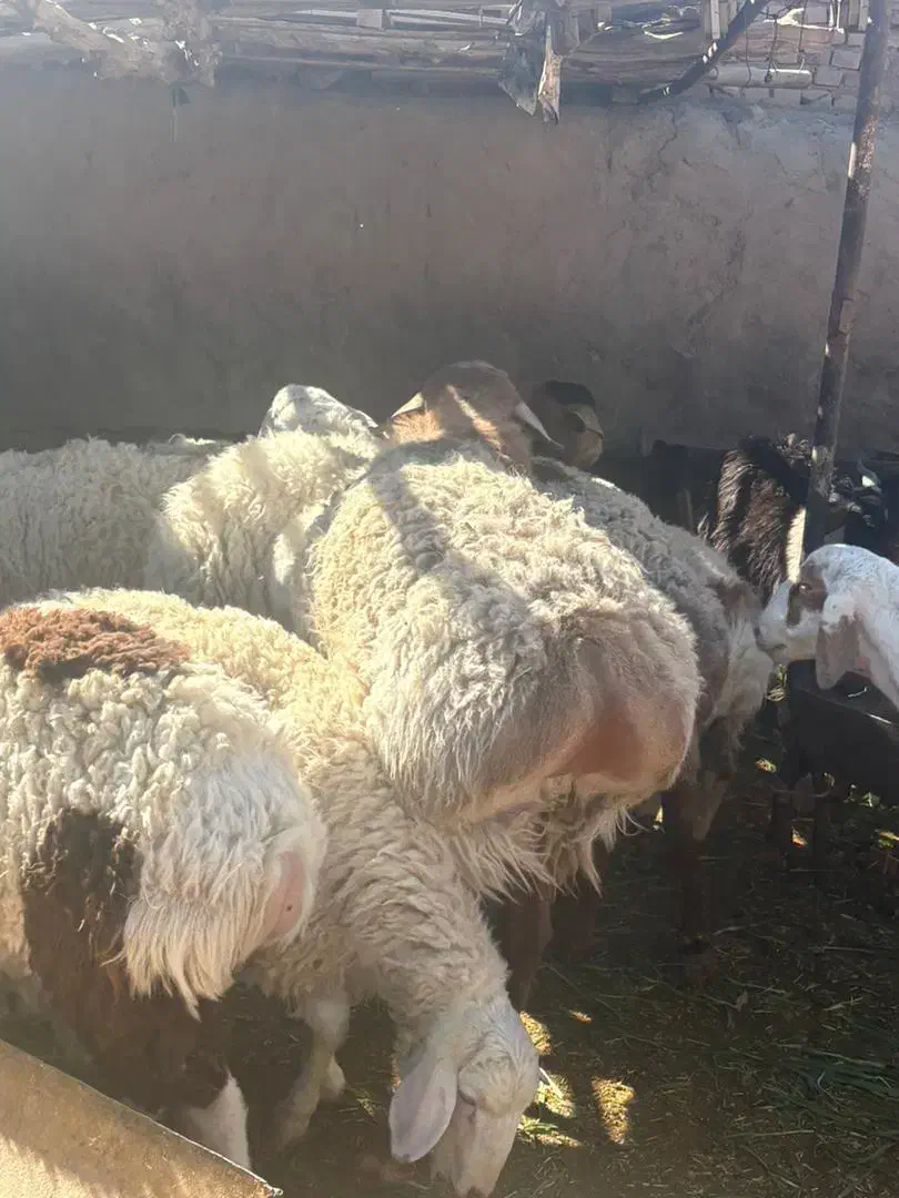 بره نره مناسب تخم و کشتار|حیوانات مزرعه|جلگه ماژان, |دیوار