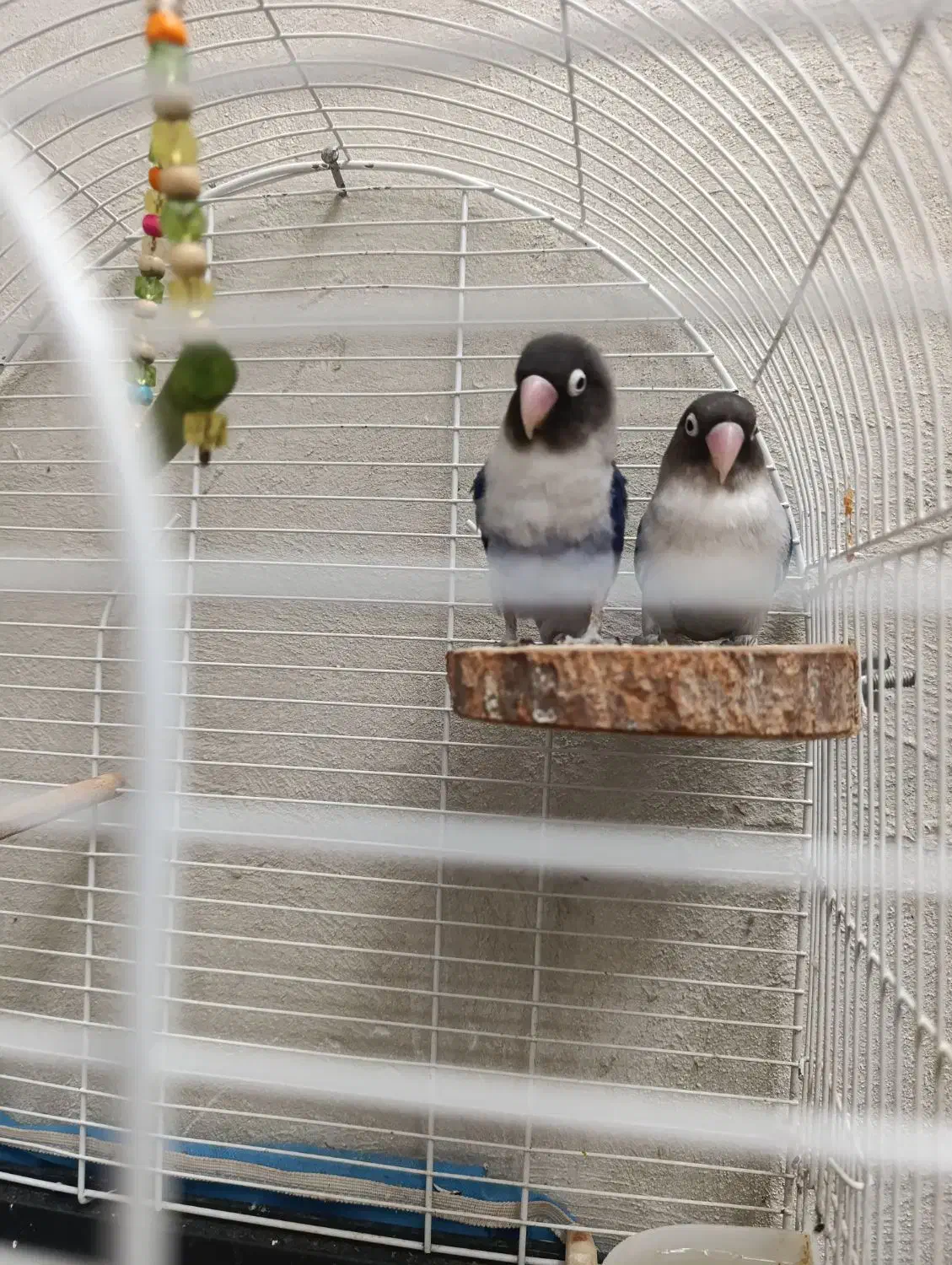 طوطی برزیلی مولد|پرنده|فردیس, نسترن غربی|دیوار