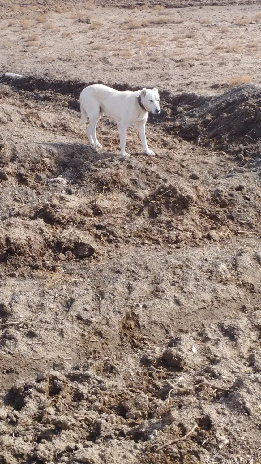 سگ گله ای|سگ|باشتین, |دیوار