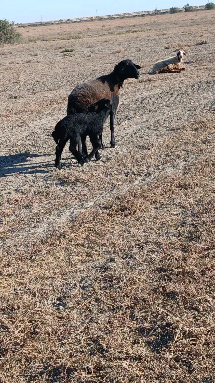 گوسفند بره دار حیوانات مزرعه|حیوانات مزرعه|سیمین شهر, |دیوار