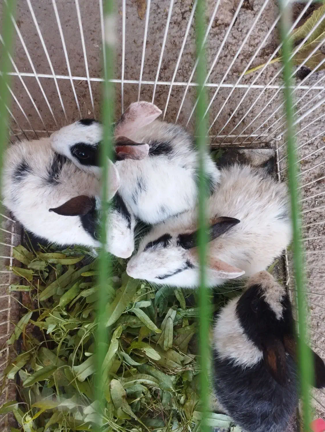 خرگوش|موش و خرگوش|اسفراین, |دیوار