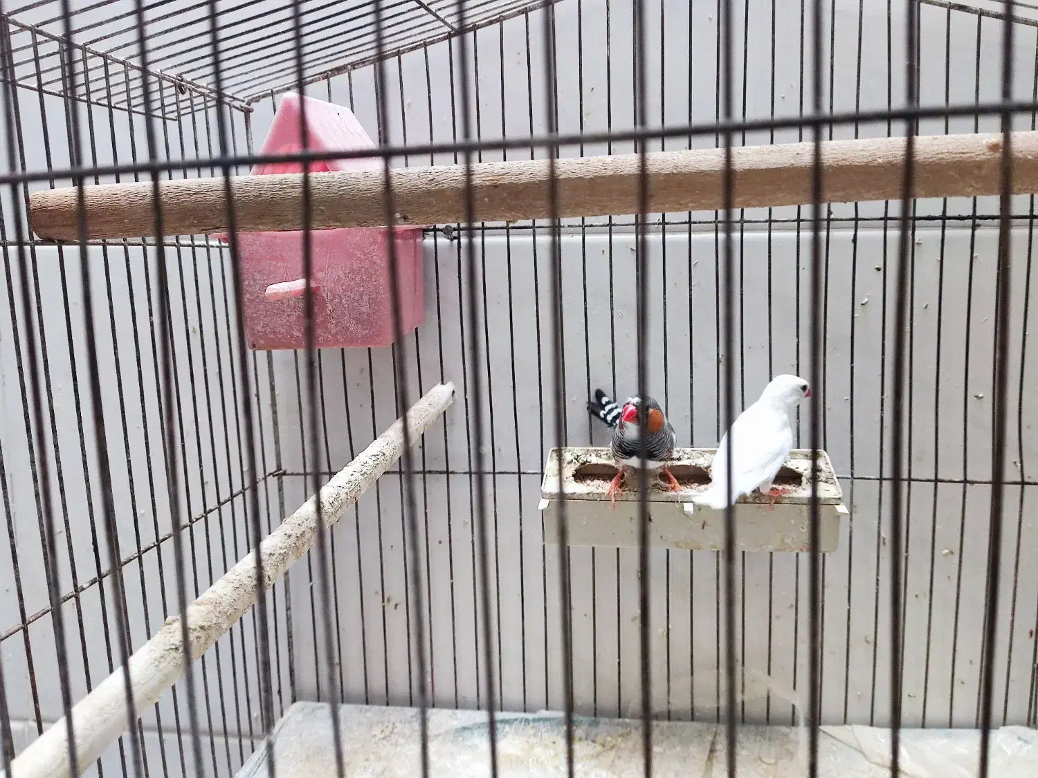 یک جفت فنچ|پرنده|خمینی‌شهر, |دیوار