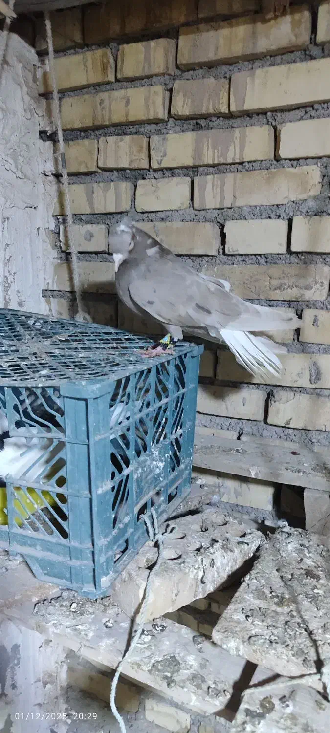 کوهی دمسفید کرم|پرنده|کرخه, |دیوار