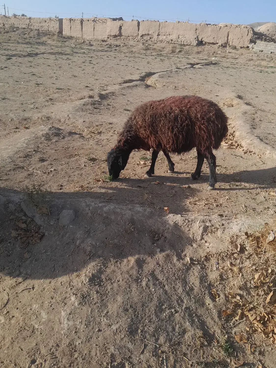 میش اوست ۷ عدد|حیوانات مزرعه|تربت جام, جلگه موسی آباد|دیوار