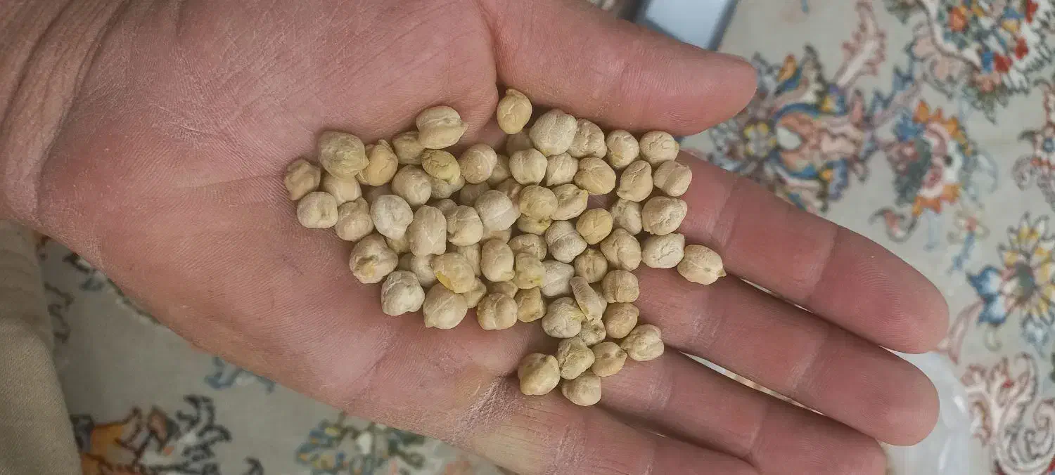 نخود|عمدهفروشی|شازند, |دیوار