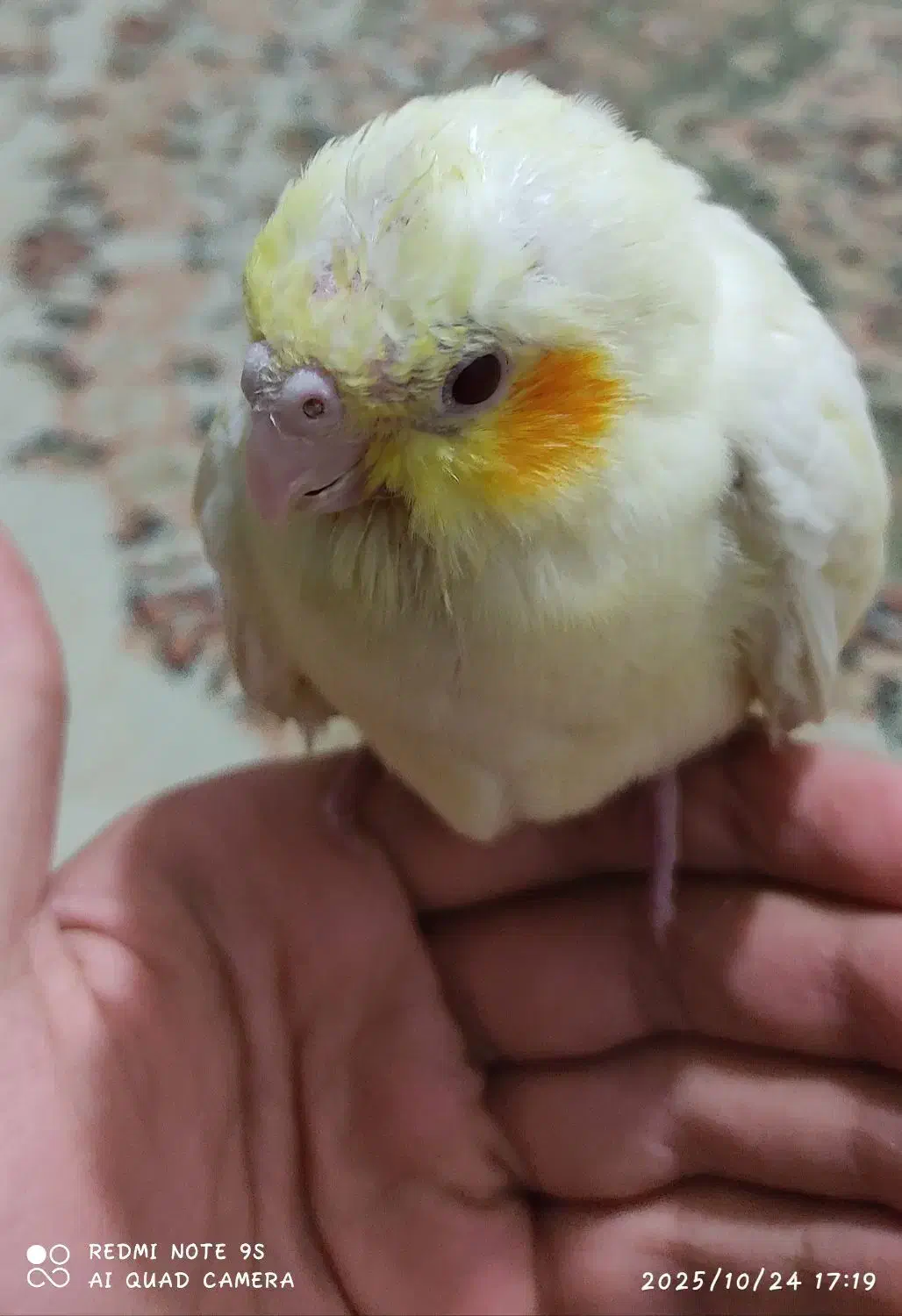 جوجه عروس هلندی سرلاکی|پرنده|محلات, |دیوار