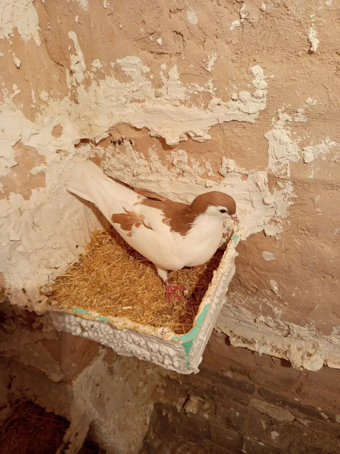 کفتر طوقی هفت‌رنگ نر چپ زرد ماده|پرنده|سبزوار, قصبه شرقی|دیوار