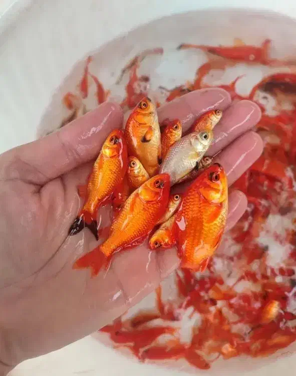 ماهی قرمز|ماهی|یزد, |دیوار