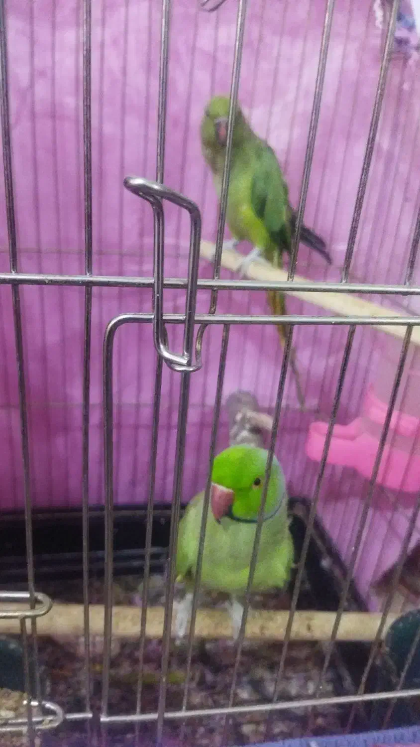 کوتوله وملنگو|پرنده|رفسنجان, |دیوار