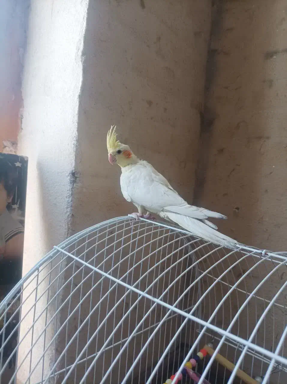 عروس هلندی|پرنده|تفت, |دیوار